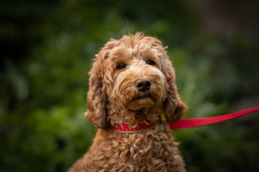 Kolorowa Obroża o szer. 3cm z haftem STAL NIERDZEWNA - POLECANE