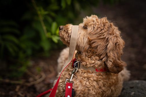Kolorowa Obroża o szer. 3cm z haftem STAL NIERDZEWNA - POLECANE