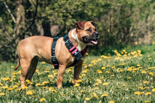 Szelki o szerokości 5cm z obciążeniem