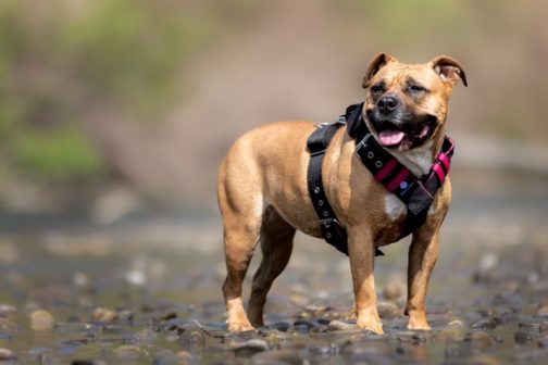 Szelki o szerokości 5cm z obciążeniem