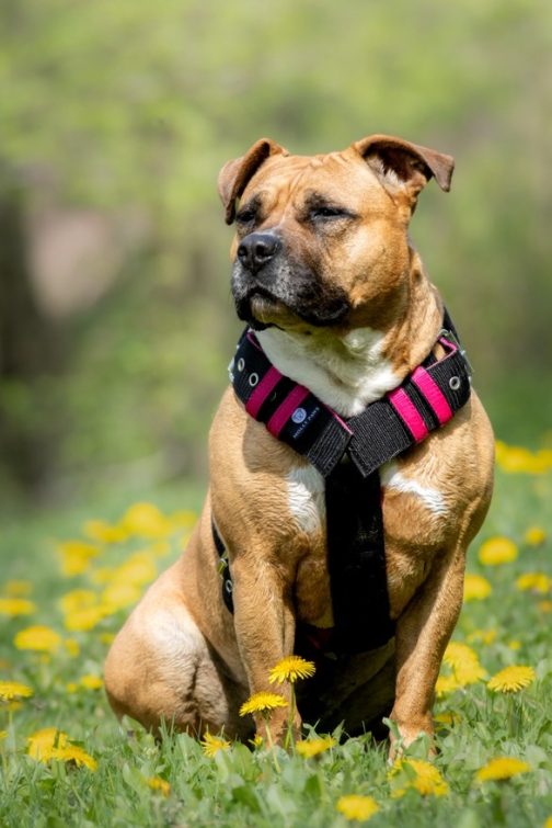 Szelki o szerokości 5cm z obciążeniem