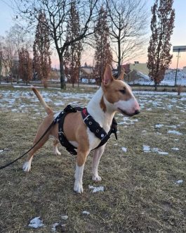 476495768_1255857215476663_4060160357120845095_n Szelki o szerokości 4cm Z HAFTEM STAL NIERDZEWNA- POLECANE