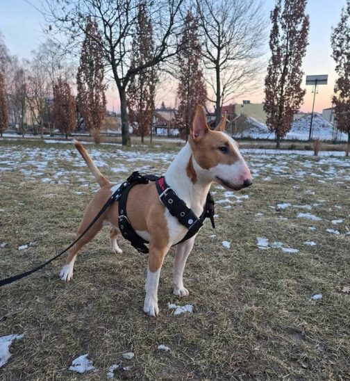 476495768_1255857215476663_4060160357120845095_n Szelki o szerokości 4cm Z HAFTEM STAL NIERDZEWNA- POLECANE