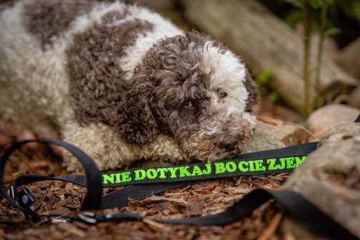 Smycz przepinana Z Haftem 3 METRY STAL NIERDZEWNA- POLECANE