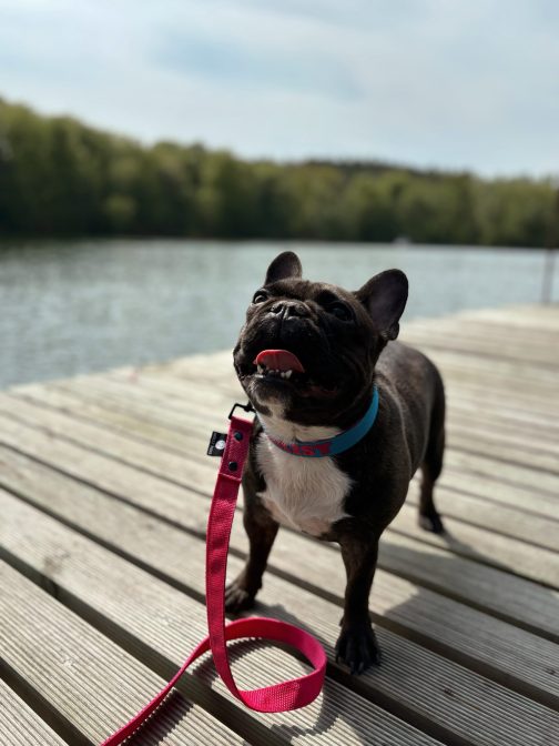 Lekka Kolorowa Obroża o szer, 2.5cm z haftem