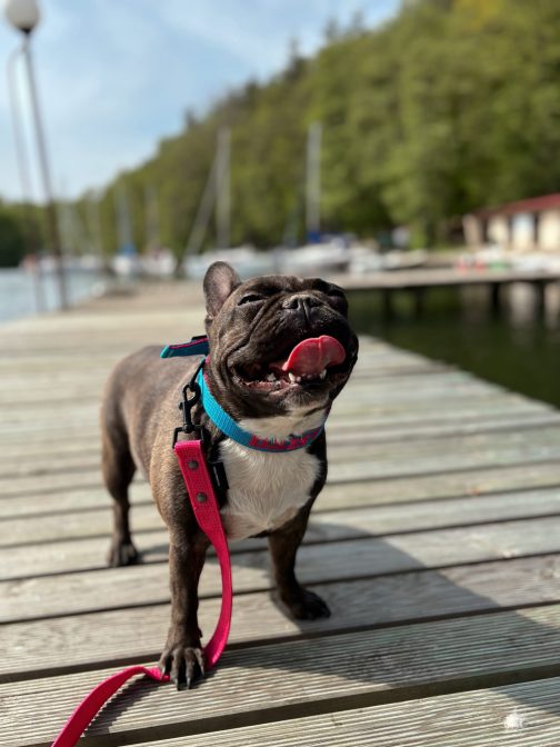 Lekka Kolorowa Obroża o szer, 2.5cm z haftem