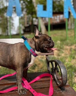 image_123650291 (4) Lekka Kolorowa Obroża o szer, 2.5cm z haftem