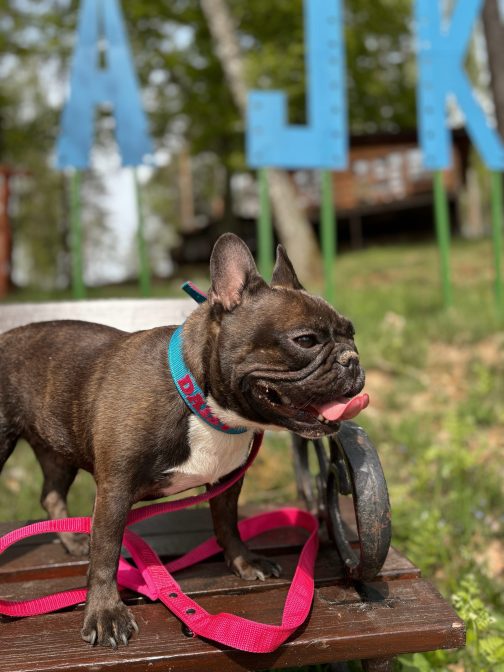 Lekka Kolorowa Obroża o szer, 2.5cm z haftem