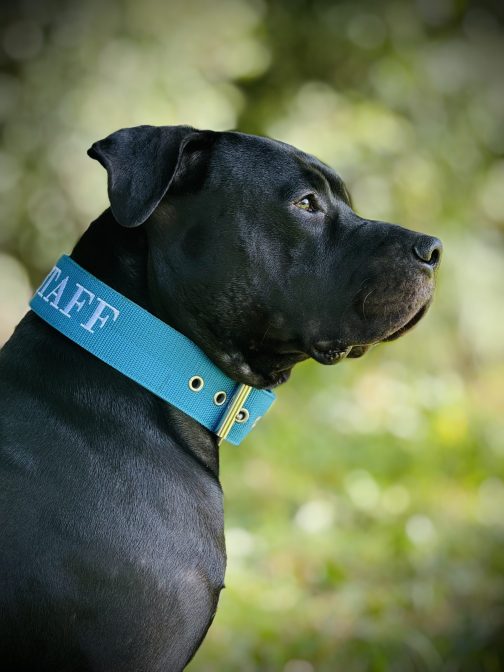 IMG_6622 Obroża AMSTAFF