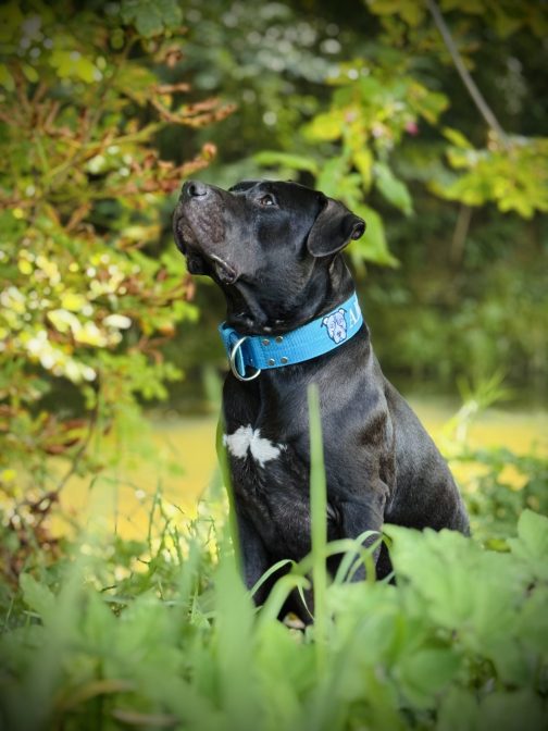 IMG_6668 Obroża AMSTAFF