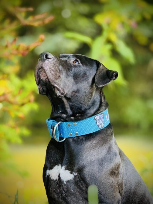 IMG_6669 Obroża AMSTAFF