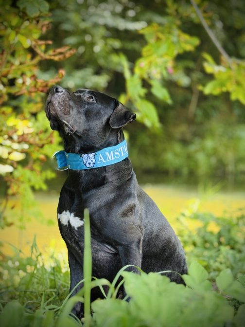 IMG_6670 Obroża AMSTAFF